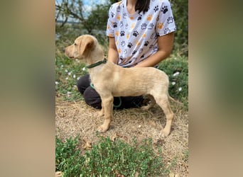 Süßer Labrador ähnl Hundejunge, 4Mon., superlieb