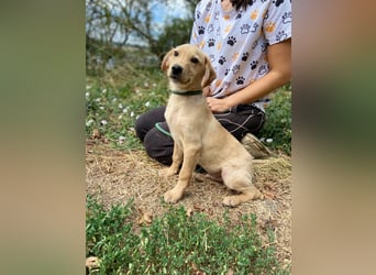 Süßer Labrador ähnl Hundejunge, 4Mon., superlieb
