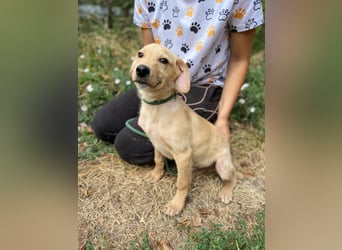 Süßer Labrador ähnl Hundejunge, 4Mon., superlieb