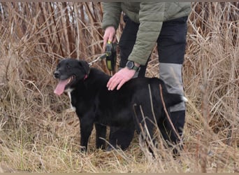ANGIE ca. 7 J. Labbimixhündin, katzenlieb , Anfängerhund