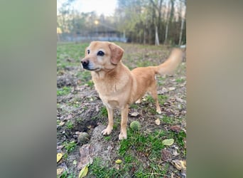 SIGMUND ca. 6 J. blonder Labbimix-Rüde, Einzelgänger