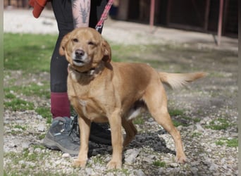 FERDINAD ca. 5 J. Spaniel-Labbimix-Rüde braucht erfahrene Menschen
