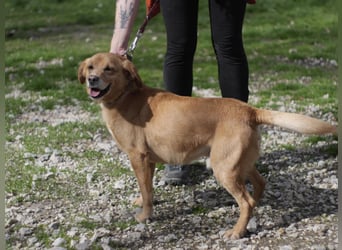 FERDINAD ca. 5 J. Spaniel-Labbimix-Rüde braucht erfahrene Menschen