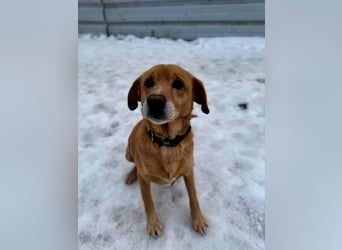 FERDINAD ca. 5 J. Spaniel-Labbimix-Rüde braucht erfahrene Menschen