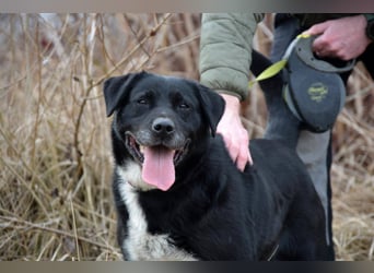 ANGIE ca. 7 J. Labbimixhündin, katzenlieb , Anfängerhund