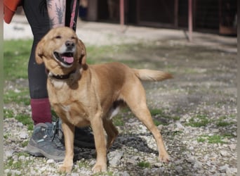 FERDINAD ca. 5 J. Spaniel-Labbimix-Rüde braucht erfahrene Menschen