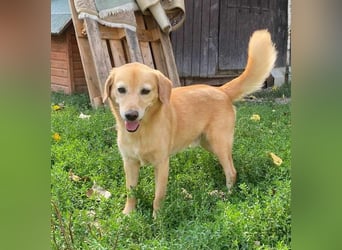 SIGMUND ca. 6 J. blonder Labbimix-Rüde, Einzelgänger