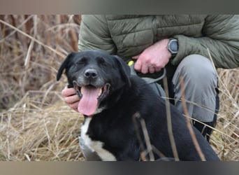 ANGIE ca. 7 J. Labbimixhündin, katzenlieb , Anfängerhund