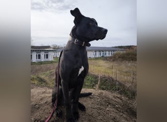 Noor wartet auf ihr Für-Immer-Zuhause Noor wartet auf ihr Für-Immer-Zuhause