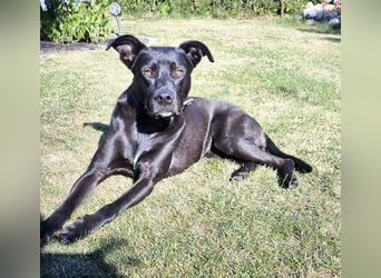 Noor wartet auf ihr Für-Immer-Zuhause Noor wartet auf ihr Für-Immer-Zuhause