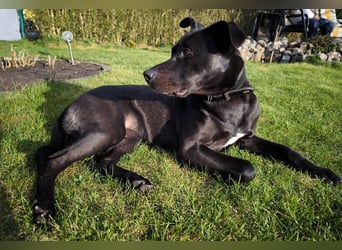 Noor wartet auf ihr Für-Immer-Zuhause Noor wartet auf ihr Für-Immer-Zuhause