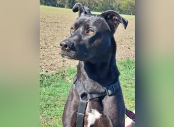 Noor wartet auf ihr Für-Immer-Zuhause Noor wartet auf ihr Für-Immer-Zuhause