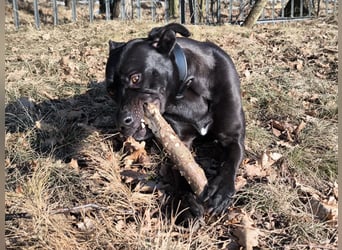 Noor wartet auf ihr Für-Immer-Zuhause Noor wartet auf ihr Für-Immer-Zuhause