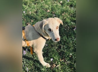 Kenba: ein Schatz für die ganze Familie