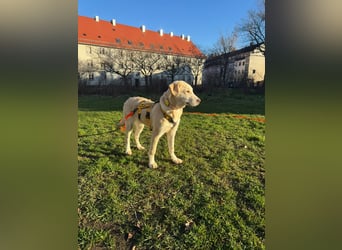 Kenba: ein Schatz für die ganze Familie