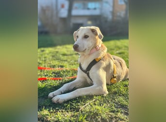 Kenba: ein Schatz für die ganze Familie