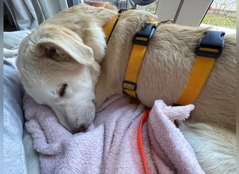 Kenba: ein Schatz für die ganze Familie