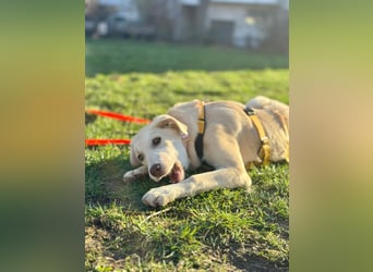 Kenba: ein Schatz für die ganze Familie