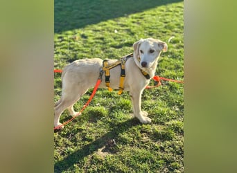 Kenba: ein Schatz für die ganze Familie