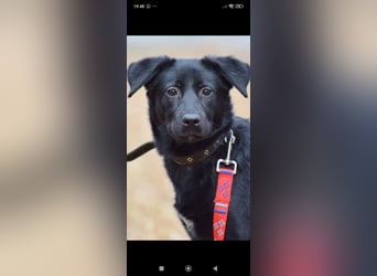 Wunderschöne  Mischling Arisha 7 Monate jung sucht ein Zuhause.