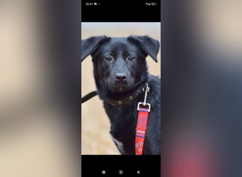 Wunderschöne  Mischling Arisha 7 Monate jung sucht ein Zuhause.