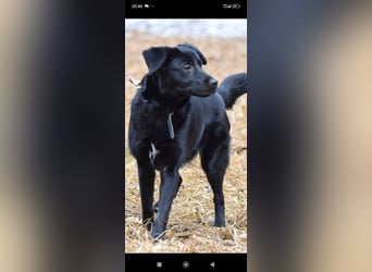 Wunderschöne  Mischling Arisha 7 Monate jung sucht ein Zuhause.