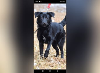 Wunderschöne  Mischling Arisha 7 Monate jung sucht ein Zuhause.