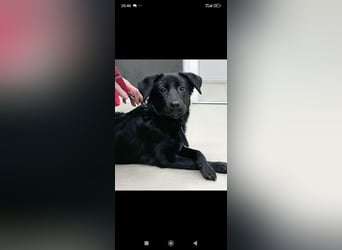 Wunderschöne  Mischling Arisha 7 Monate jung sucht ein Zuhause.