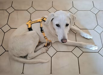 Cosmo:  unkomplizierter Charmeur freut sich auf Besuch