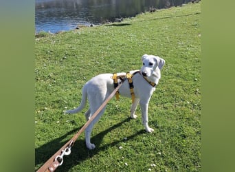 Cosmo:  unkomplizierter Charmeur freut sich auf Besuch