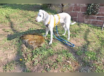 Cosmo:  unkomplizierter Charmeur freut sich auf Besuch