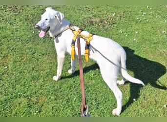 Cosmo:  unkomplizierter Charmeur freut sich auf Besuch