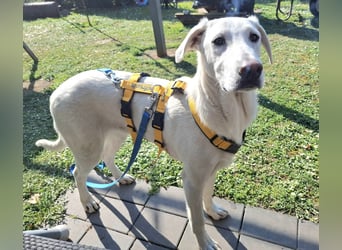 Cosmo:  unkomplizierter Charmeur freut sich auf Besuch