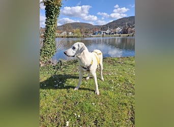 Cosmo:  unkomplizierter Charmeur freut sich auf Besuch