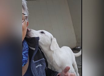 Cosmo:  unkomplizierter Charmeur freut sich auf Besuch