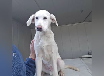 Cosmo:  unkomplizierter Charmeur freut sich auf Besuch