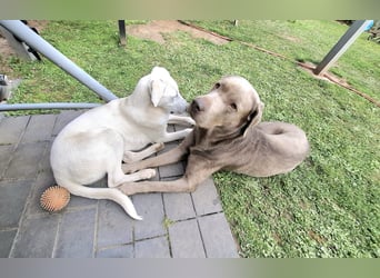 Cosmo:  unkomplizierter Charmeur freut sich auf Besuch