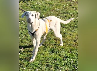 Cosmo:  unkomplizierter Charmeur freut sich auf Besuch