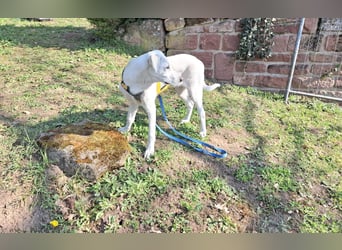 Cosmo:  unkomplizierter Charmeur freut sich auf Besuch