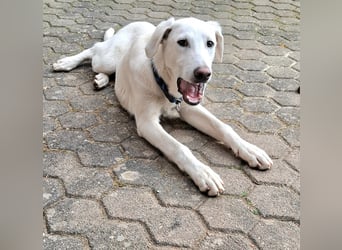 Cosmo:  unkomplizierter Charmeur freut sich auf Besuch