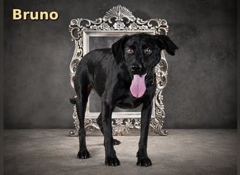 Bruno - freundlicher Kumpel
