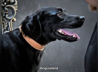 Bruno - freundlicher Kumpel