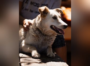 Lola ❤️ intelligente, verschmuste Hündin Lola ❤️ intelligente, verschmuste Hündin