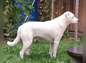 Labi-Boxer-Rüde ♥SNOW♥ sanft und lieb wartet bereits in 86925 Fuchstal-Leeder