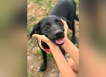 Labbi-Mix GABY❤️albern, liebenswert und ein Herz aus Gold