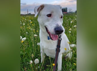 Labi-Boxer ♥SNOW♥ wartet bereits in 80993 München auf seine treue Familie