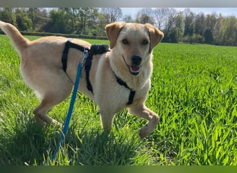 Nelio ❤️ wartet in 09648 Mittweida auf dich