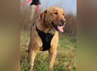 Roki ❤️ lieber, verschmuster Familienhund