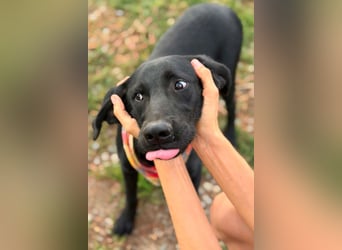 Labbi-Mix GABY❤️albern, liebenswert und ein Herz aus Gold