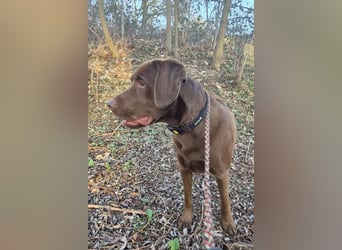 Nacho ❤️ sensible, loyale Fellnase